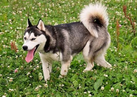 The cheapest offer starts at £250. Pomsky Breeders & Puppies For Sale in Wanye County , Iowa ...