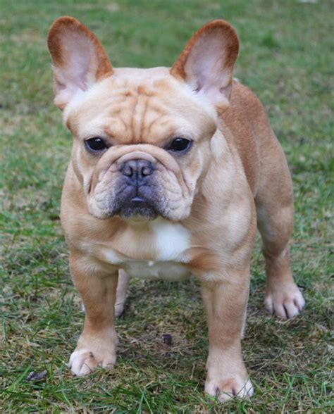As a rescue we take extra precautions to make sure our french bulldogs are placed properly with an adopter who understands the breed and is also financially aware of the health. Britney | Amberbull French Bulldogs Vancouver, BC