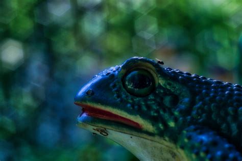 Kostenlose lieferung für viele artikel! Frösche im Garten der Lust (Plinz, bei Jena ...