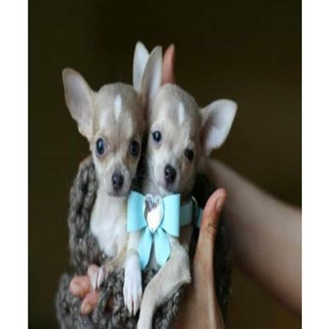 I will tell you from my experiences goldens are hands down the best family dog period. Chihuahua Puppies For Sale Syracuse Ny | PETSIDI