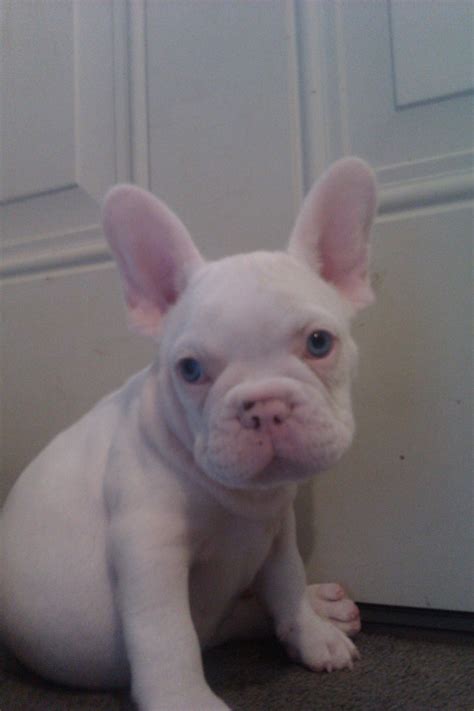 Ready to add a new french bulldog puppy to your family? French Bulldog Puppies NYC