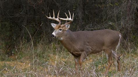 The harvest is a film with contemporary characters addressing relevant christian themes through a celebration of the outdoor lifestyle. N.C. 2019 deer harvest saw 6.7 percent increase - Carolina ...