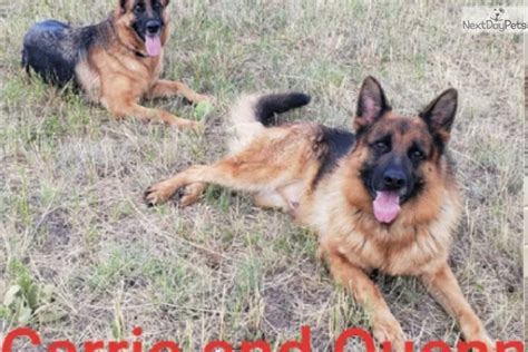 We also work with adopters in wyoming and utah, nebraska, new mexico and kansas. Kira: German Shepherd puppy for sale near Colorado Springs ...
