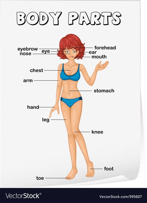 Table borders table size table alignment table style table responsive. Body parts diagram poster Royalty Free Vector Image