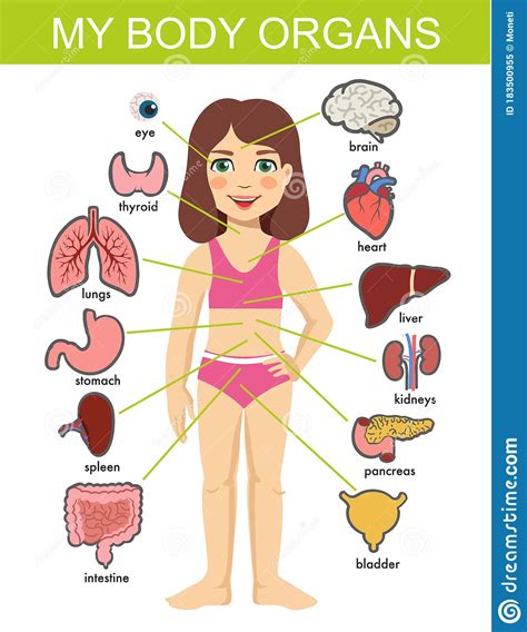 Women have a lot of body parts to find sexy, but i narrowed it down to the 12 that make us weakest in the knees. Female Parts Of The Body Diagram : Female Reproductive ...