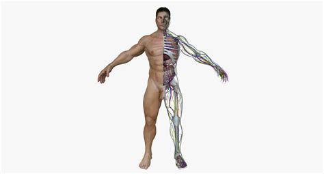 Check spelling or type a new query. Human Male Full Body Anatomy 3D | CGTrader