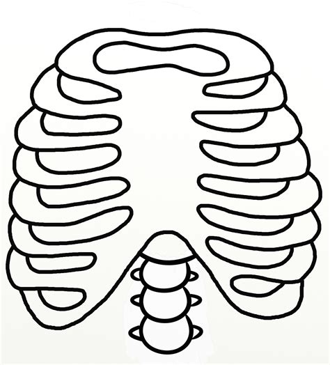 Select from premium rib cage drawing of the highest quality. Rib Cage Outline | Dinosaur crafts, Diy arts and crafts ...
