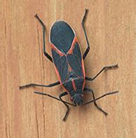 Boxelder bugs will find small nooks, voids, and cracks to stay in throughout the winter. Pest Control Services, Exterminator Wisconsin