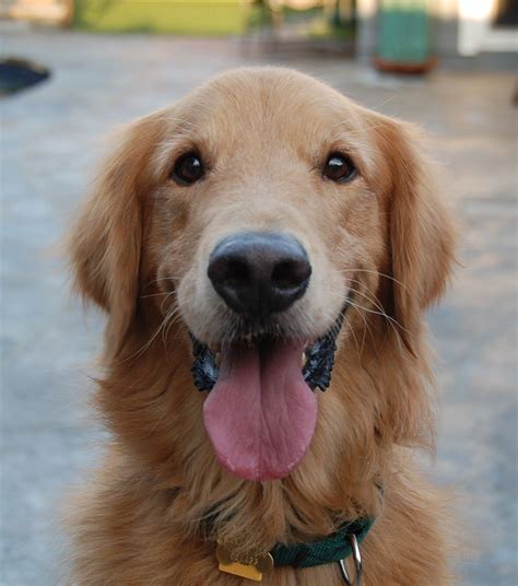 Places los angeles, california community organisationcharitable organisation southern california golden retriever rescue. BRYANT | Southern California Golden Retriever Rescue ...