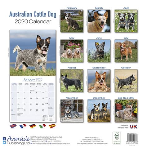 Roll over image to zoom in 2020 burmese cats wall calendars by bright day calendars 16 month wall calendars 12 x 12 inches. Australian Cattle Dog Calendar 2020 | Pet Prints Inc.