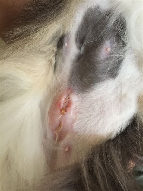 Apply triple antibiotic ointment without pain relief. Spay Incision Infected? (pictures Inside) | TheCatSite