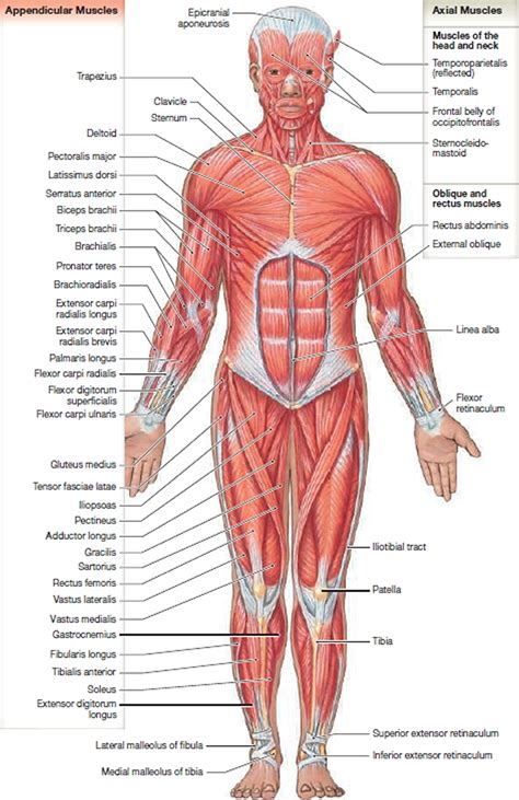 Dec 06, 2019 · the anatomical snuffbox (also known as the radial fossa), is a triangular depression found on the lateral aspect of the dorsum of the hand. Muscle Anatomy - Skeletal Muscles - Groin Muscles - Calf ...