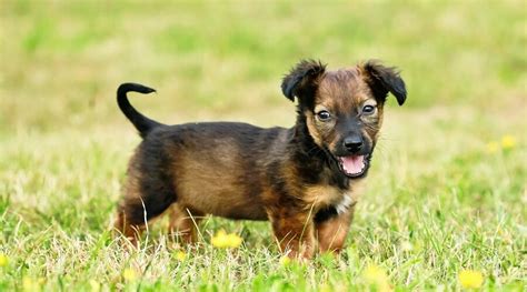 Milo is a dorgi (dachshund + corgi mix) and he's about 6 weeks old. Dorgi - Breed Information (Health, Appearance, Personality, & Cost)