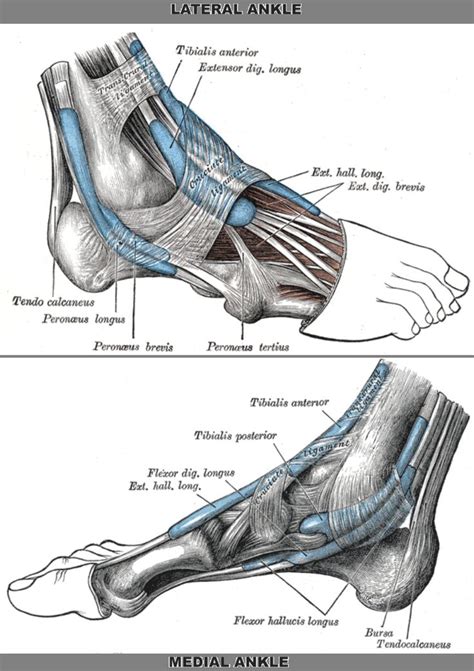 Muscles, tendons, and ligaments run along the surfaces of the feet, allowing the complex movements needed for motion and balance. 17 Best images about foot pictures on Pinterest | The smalls, Foot anatomy and Artworks