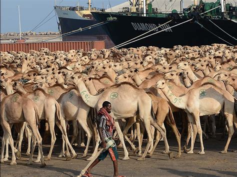 The widely propagated claim that arabic has 1000 words to describe camels has bothered me for some time. Hundreds of camels wait at a port in Mogadishu. The ...