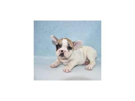 The chicago french bulldog rescue appreciates any amount you can donate. French Bulldog-DOG-Female-Red-2700254-Petland Jacksonville ...