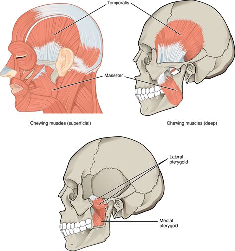 Now label and annotate the there are. Drag The Labels Onto The Diagram To Identify The ...