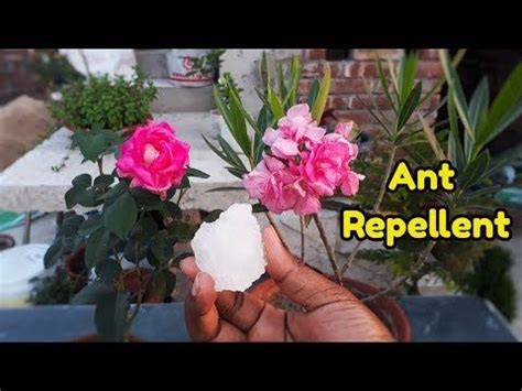 We'll show you how to prevent them from becoming a problem, along with some natural and artificial methods to completely eradicate them. How to Remove ants from plant soil || Remove fungus from ...