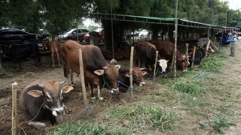 Arti mimpi kurban daging sapi. Memaknai Ibadah Kurban sebagai Bentuk Pengorbanan Kasih ...