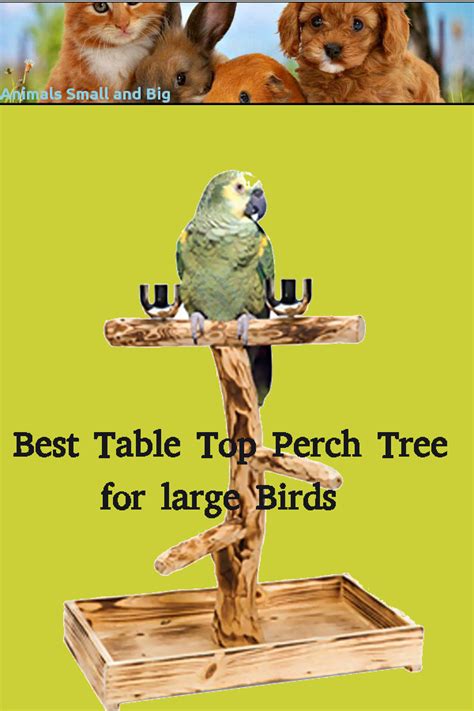 While people have lounge chairs and sofas that allow them to rest their feet, there are bird perches available that serve a similar purpose for birds. Why would you get your bird a table top perch tree ...