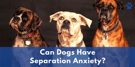 Adaptil helps dogs to cope when they are left home alone. Can Dogs Have Separation Anxiety? | Anxiety In Dogs