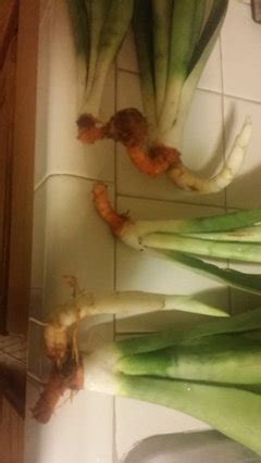 Otherwise, use clean scissors and cut the roots off above. Root rot on snake plant.