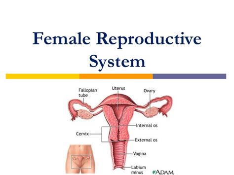 The female reproductive system also facilitates the. Female reproductive system