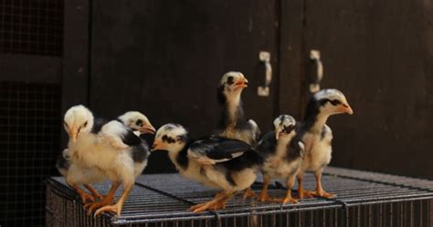 Selain jahe ada lagi bahan herbal lainnya yang dapat membantu kamu untuk mendapatkan suara yang merdu dan bagus. Ciri Ayam Jantan Umur 1 Bulan Yang Bagus - Ayam Bangkok ...