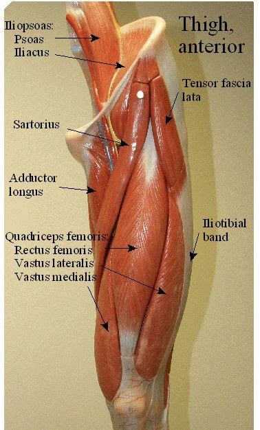 It contains many muscles and nerves but only has one bone, the femur, which is the longest and strongest bone in the. pictures of a model of muscles of the thigh , leg and foot ...