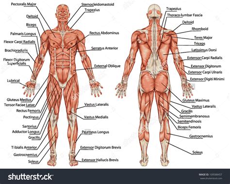 Dog anatomy is not very difficult to understand if a labeled diagram is present to provide a graphic illustration of the same. What's your favorite muscle to build or workout? - Qurito