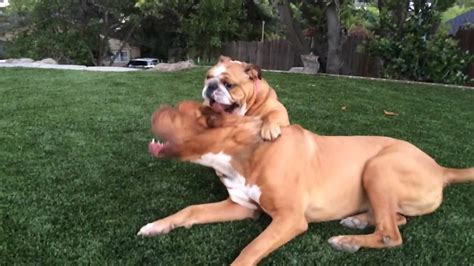I know the difference between them, i want to hear personal experience. French Mastiff vs English Bulldog slomo - YouTube