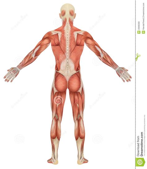 What kind of anatomy does a male have? Male Muscular Anatomy Rear View Stock Illustration ...