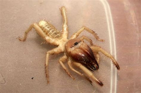 In fact, these spiders are in the order of solifugae while. Camel Spider Bite Facts and Information | Animal Bliss