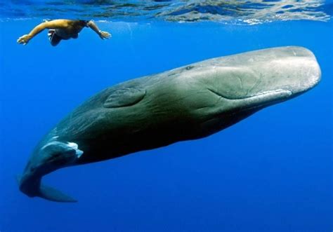 Fenomena paus sperma yang meledak paus yang meledak (exploding whale) atau tepatnya bangkai paus yang meledak. Jenis Jenis Paus, Mamalia Laut Terbesar di Dunia Beserta ...