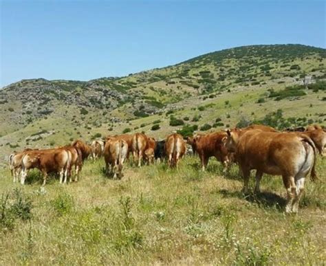 Διαθεσιμότητα νέες κυκλοφορίες πωλήσεις γιοκαρησ σ. ΚΡΕΟΠΩΛΕΙΟ ΚΥΡΙΑΚΟΠΟΥΛΟΣ - Αγρόκτημα και Κρεοπωλείο στο Ρέθυμνο