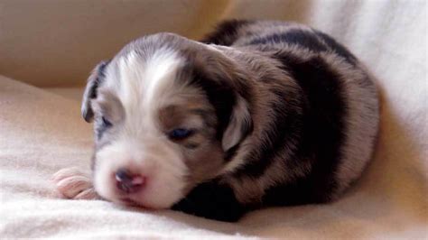 Getting an australian shepherd puppy. March 2011: Mini Aussie Puppies — Breezemore