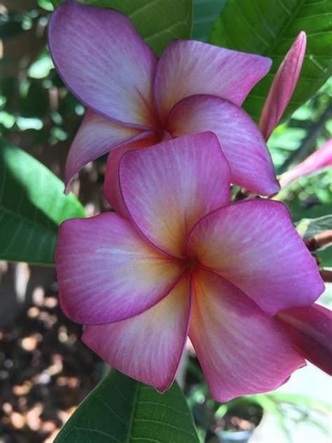 The flower box was originally on the downtown square. San Diego sunset | Plumeria, Beautiful flowers, Planting ...