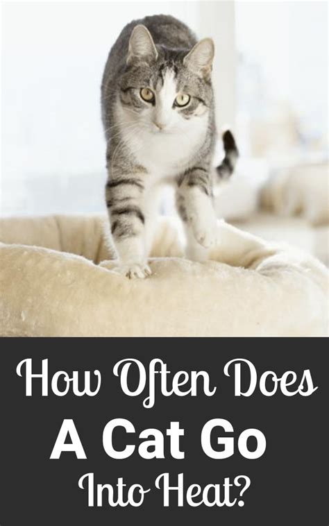 How Often Does A Cat Go Into Heat? | Cat health, Senior ...