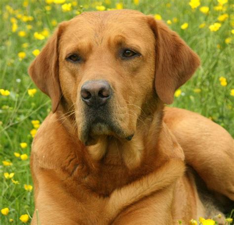 Wir ziehen unsere welpen ausschliesslich im haus sein freundliches wesen und seine spielfreude machen den labrador zum idealen familienhund. Fox Red Labrador at Stud | St Albans, Hertfordshire ...