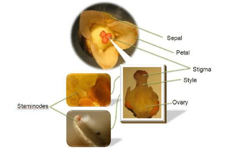 In fact, according the un's latest statistics, intersex people may be as common as natural born redheads! The hermaphrodite flower of dabai with typical female reproductive... | Download Scientific Diagram