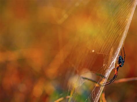 A black midstripe with four white spots in the center marks the top of. Yellow Garden Orb Weaver Spider In Paris, Texas Photograph ...