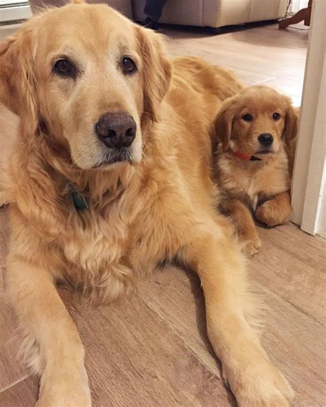 We are committed to saving golden retriever and golden retriever mixes regardless of age or adoption policy. Golden Retriever Puppies Near Me