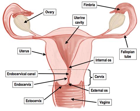 Female reproductive system diagram reviewed by umasa on 14:32 rating: Más de 25 ideas increíbles sobre Clases de huesos en ...