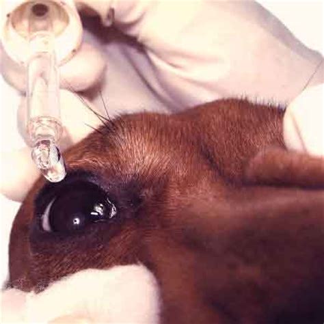 Cherry eye in medical terms is the prolapse of the third eyelid gland. Dog Safe Eye Drops For Cherry Eye - apsgeyser