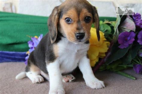 They maintain that coat into adulthood without much underfur. Billy Beagle: Beagle puppy for sale near Lancaster ...