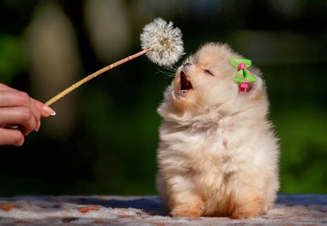 However, it is not uncommon that small pomeranians lived up to 18 and even 20 years old and at the same time maintained activity and breed fervor for a long time. Pomeranian Lifespan - How Long Do Poms Live On Average?