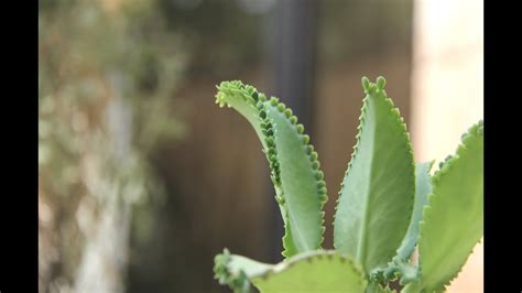 Maybe you would like to learn more about one of these? Mother of Thousands Plant Propagation and Care - YouTube