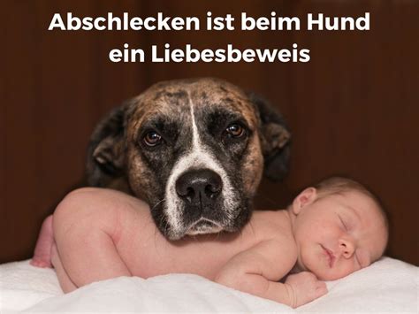 Das ablecken von möbeln oder des bodens kann ganz natürliches hundeverhalten sein, insbesondere dann, wenn dein haustier leckere krümel, gerüche oder speisereste findet. Pin on Training für Hund und Mensch