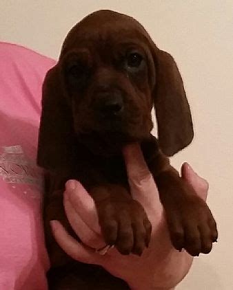 Buy or sell a used generator in ny, nj,vt and pa. Redbone Coonhound Puppies Pet Dog Puppies For Sale in ...