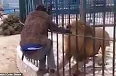 lion hand zoo attack man cage bites pet his animal moment jaw nowmynews released right worker arm